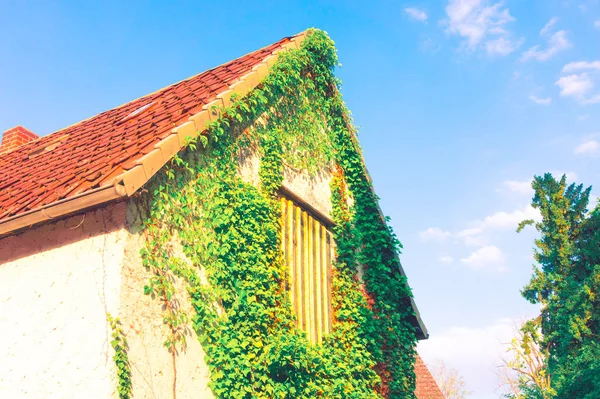 Oude Europese huis met klimop — Stockfoto