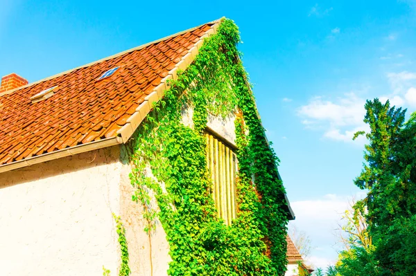 Old european house with ivy