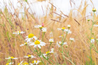 Bir buğday alanında papatya