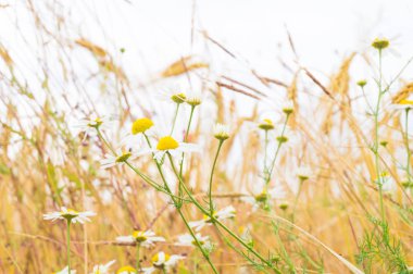 Bir buğday alanında papatya