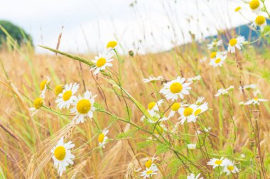 Bir buğday alanında papatya