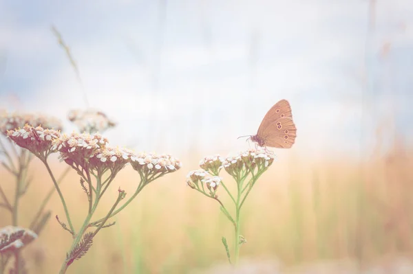 Pillangó a virág meadow — Stock Fotó