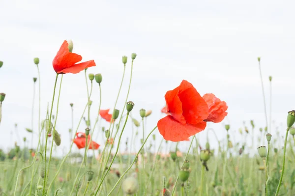 Roter Mohn auf einer Wiese — Stockfoto