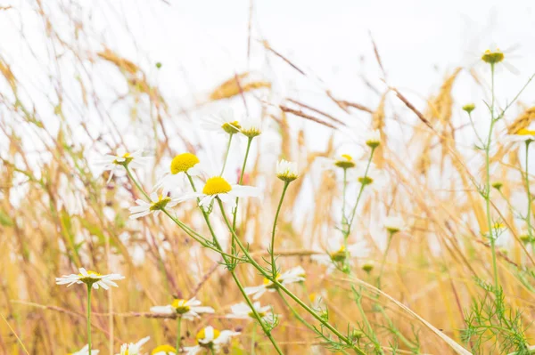 Bir buğday alanında papatya