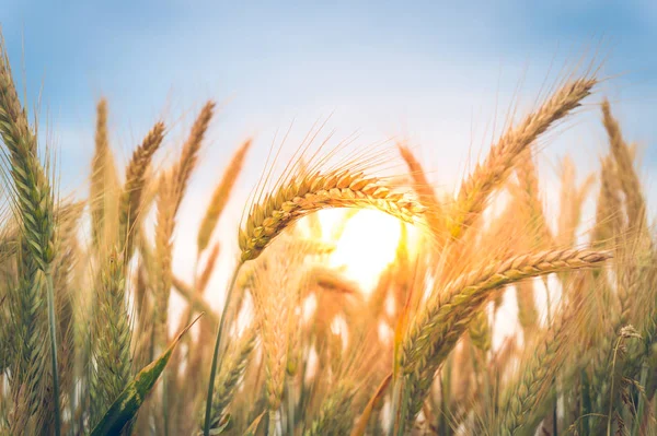 Mavi gökyüzüne karşı buğday kulakları