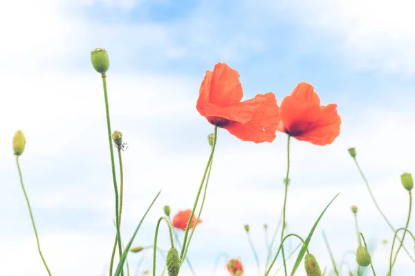 Roter Mohn auf einer Wiese — Stockfoto