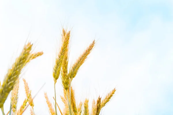 Wheat ears against the blue sky — Stock Photo, Image