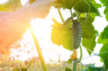 Bir çiftlikte küçük salatalık