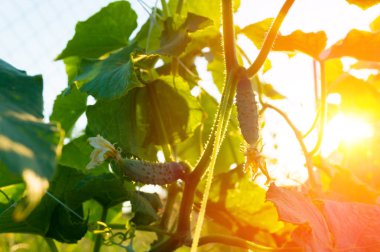 Bir çiftlikte küçük salatalık