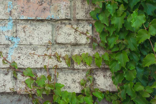 Viejo muro de ladrillo cubierto de hiedra —  Fotos de Stock
