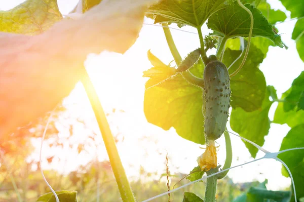 Bir çiftlikte küçük salatalık