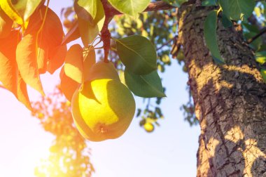Bir ağaç üzerinde büyüyen olgun armut