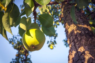 Bir ağaç üzerinde büyüyen olgun armut