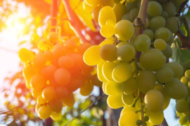 Güneşli bir günde bir çiftlikte üzüm