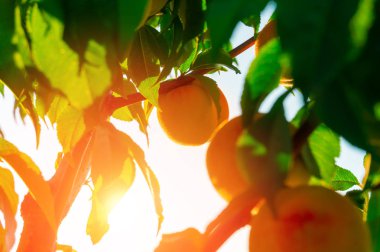Bir ağaç üzerinde büyüyen şeftali