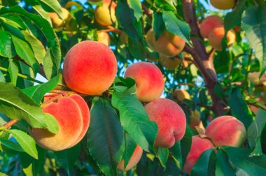 Peaches growing on a tree clipart