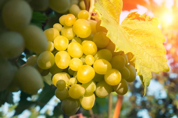 Grapes on a plantation on a sunny day — Stock Photo, Image