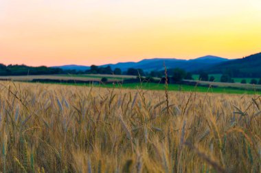 Buğday alan gün batımında dağlarda