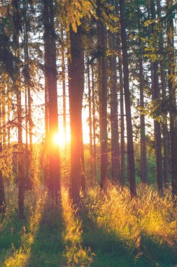 Güneş ışınları ile orman