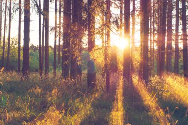Güneş ışınları ile orman