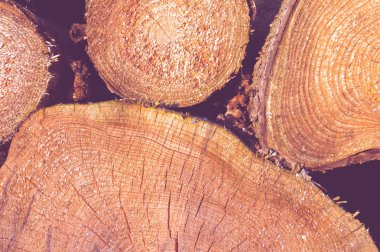 Üst üste yığılmış yuvarlak odun