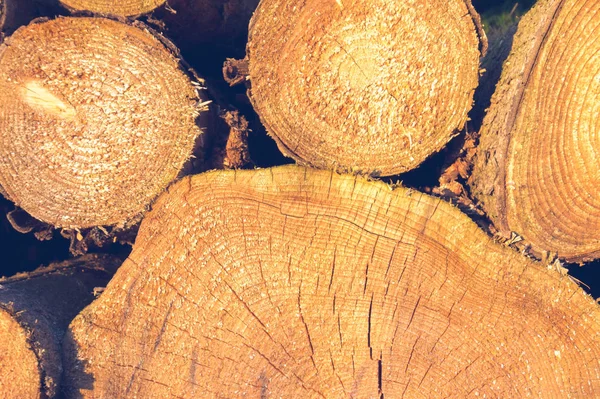 Üst üste yığılmış yuvarlak odun