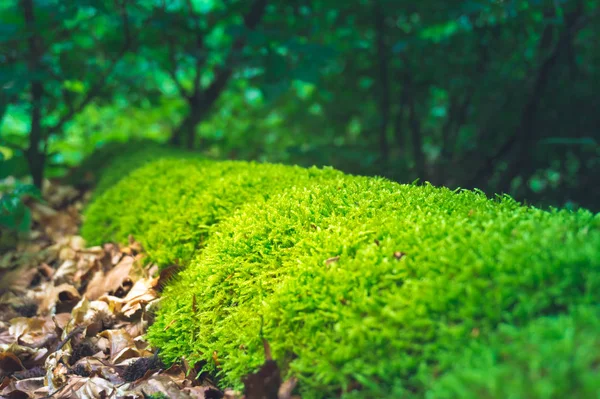 Musgo en el bosque —  Fotos de Stock