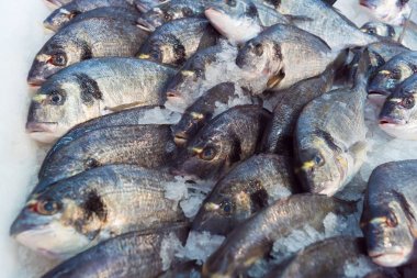 Dorado balığı buz üstünde