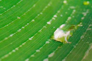 Su damlalı muz yaprağı