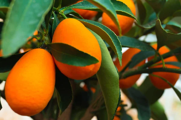 Kumquat tree. small oranges — Stock Photo, Image