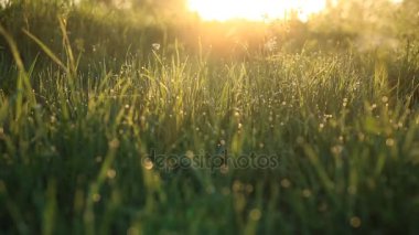 Sis çim yeşil ve güneşli bahar sabahı sırasında çiy.