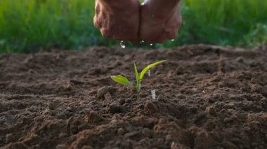 Erkek sulama yeşil Filiz eller. Yeşil çimlere arka plan.