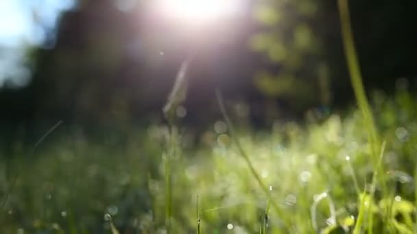 Tiro firme. Hierba verde con rocío temprano en la mañana en primavera . — Vídeo de stock