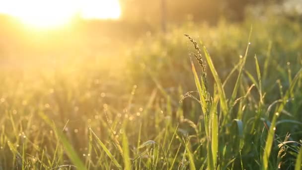 Туманна трава з росою і маленькою павутиною навесні вранці . — стокове відео