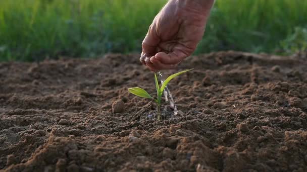 Male hand watering green sprout. Green grass at the background. — Stock Video