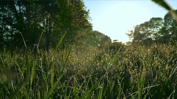 Movimento lento. Grama verde com orvalho na manhã de verão . — Vídeo de Stock