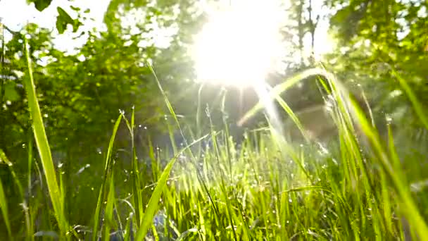 Al rallentatore. Erba verde con rugiada al mattino di primavera di fronte al sole . — Video Stock