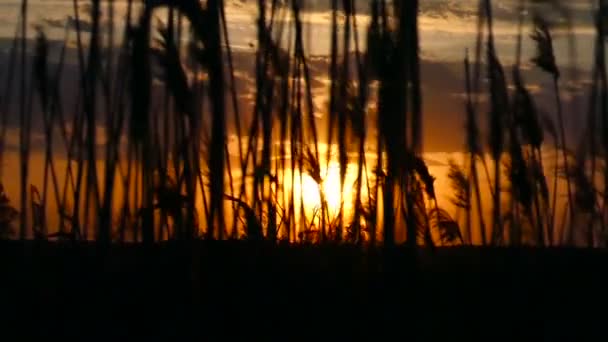 Slow motion. Reed och solen under solnedgången. — Stockvideo