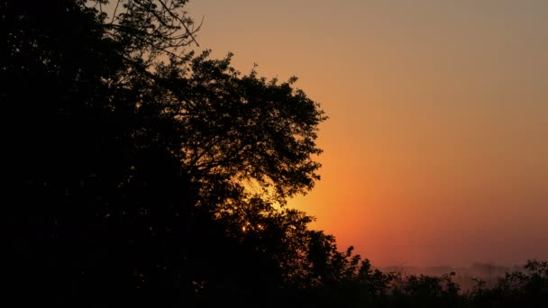 Sunrise achter het silhouet van de boom. — Stockvideo
