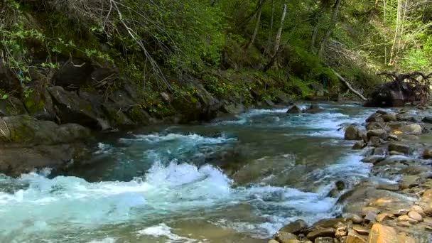 Kleiner Bach zur Frühlingszeit. — Stockvideo