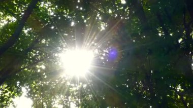 Güneş ışınları kron ağaçların üzerinden.