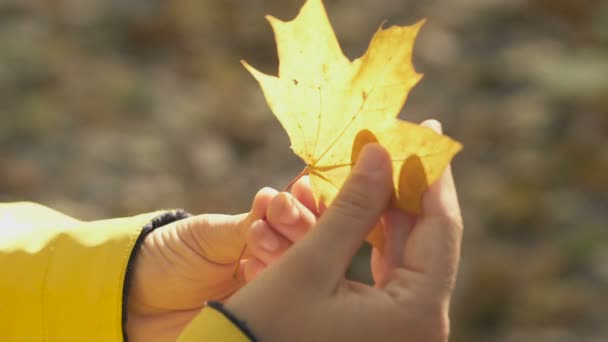 Kvinnlig Hand Med Gult Löv Närbild Handhållen Skott — Stockvideo