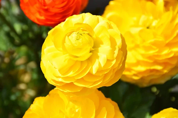 Sarı tipik güzel renkli çiçek