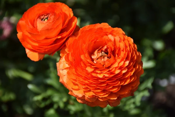 Orange Ranunculus beautiful colorful flower — стоковое фото