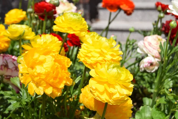 Ranunculus belle fleur colorée — Photo