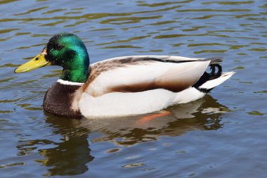 Göldeki güzel ördek