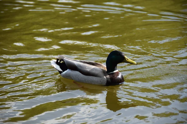 Bonito pato no lago — Fotografia de Stock