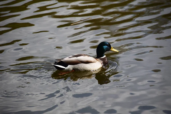 Gyönyörű kacsa a tavon — Stock Fotó