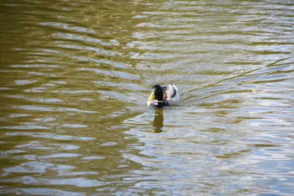 Beau canard sur le lac — Photo