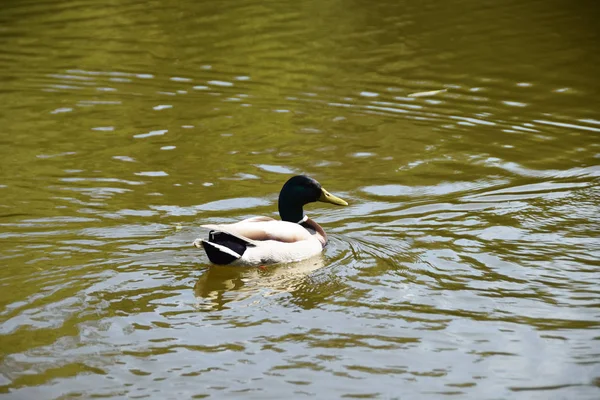 Beau canard sur le lac — Photo